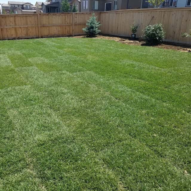 Freshly laid sod inside a new cedar privacy fence — Angel's Landscaping LLC, Castle Rock, CO