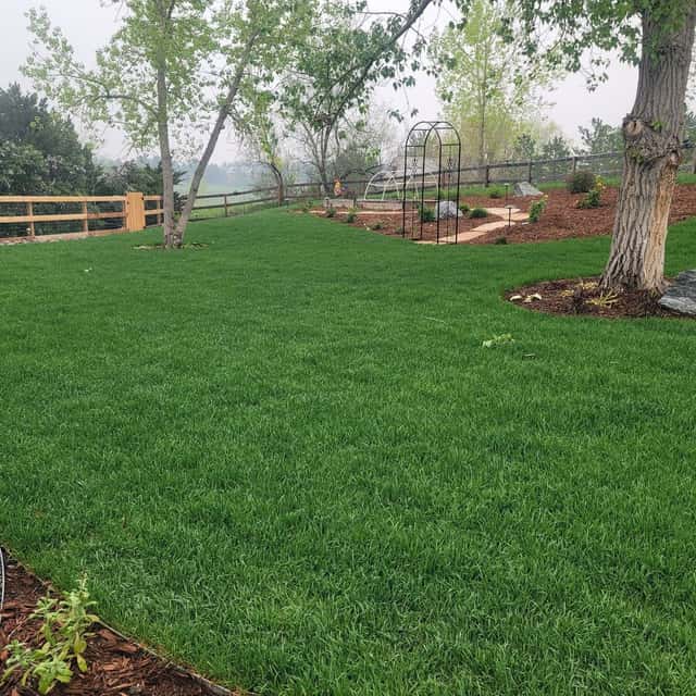 New sod lawn with a mulched planting bed under mature trees — Angel's Landscaping LLC, Castle Rock, CO